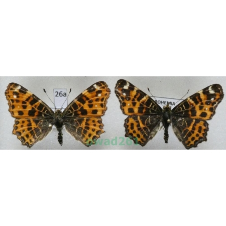 Araschnia levana (Linnaeus, 1758) pair form ex. ovo Poland26a